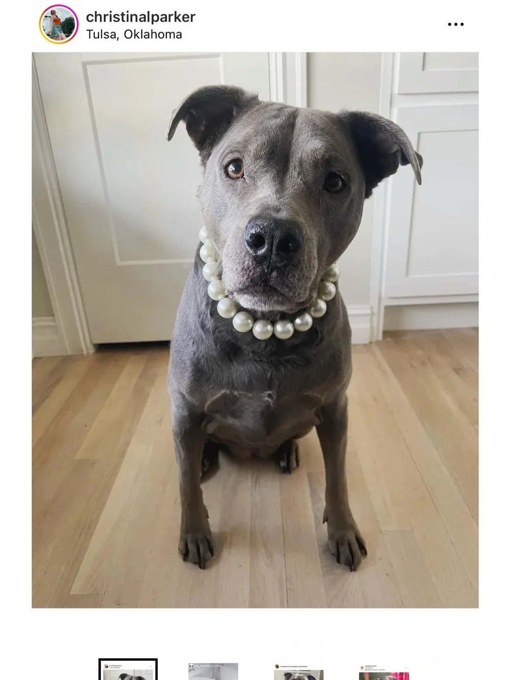 Hypnotic Dog Pearl Dog Collar - White Pearls